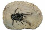 Crazy, Spiny Dicranurus Trilobite - Atchana, Morocco #344462-3